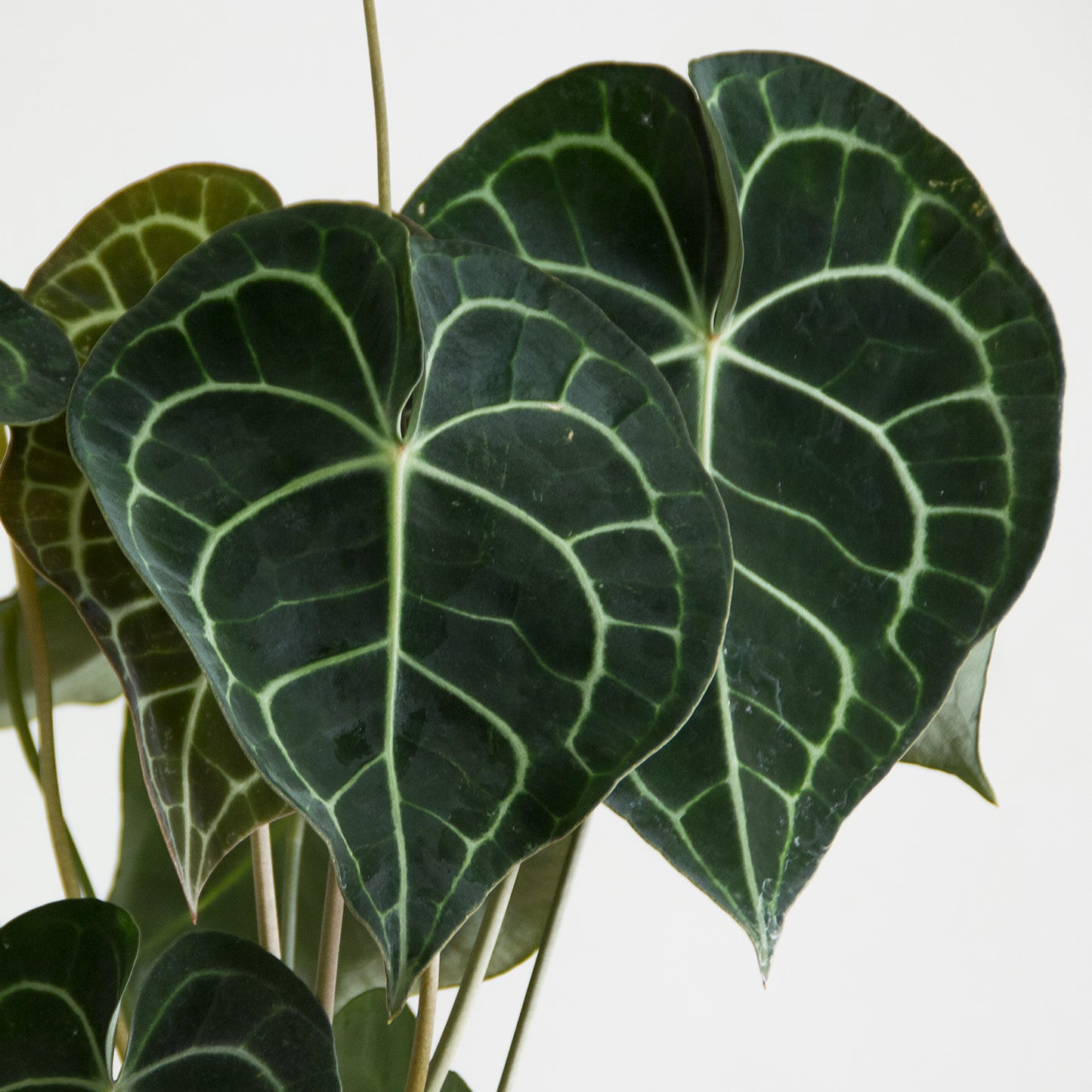Anthurium Clarinervium 'S'