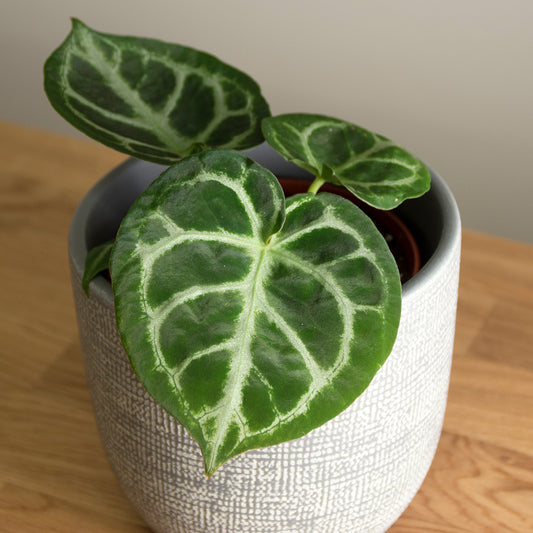 Anthurium Silver Blush 'S'