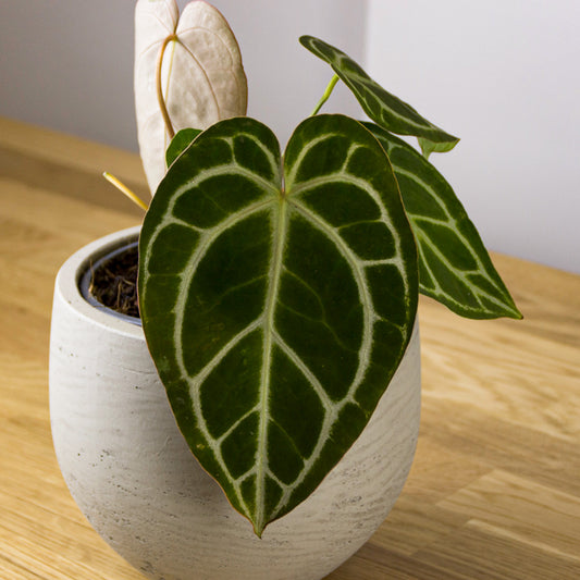 Anthurium Crystallinum 'S'