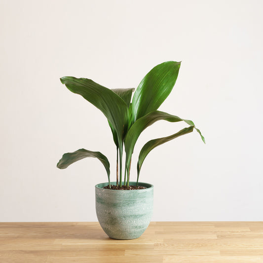 Aspidistra Elatior 'S'