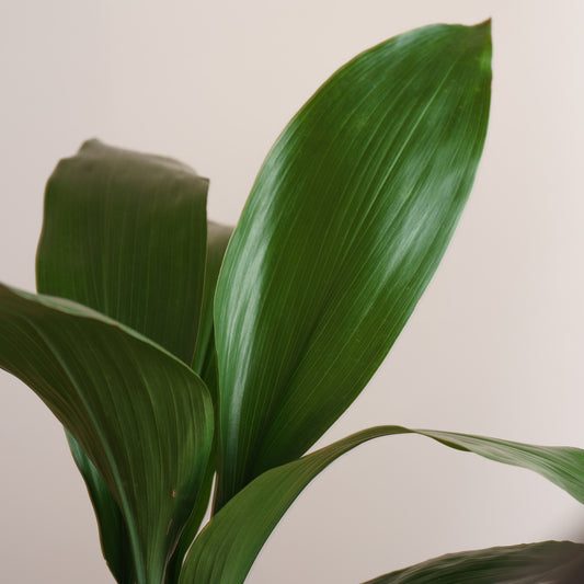 Aspidistra Elatior 'S'