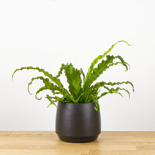 Asplenium antiquum Osaka