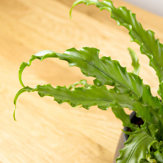 Asplenium antiquum Osaka