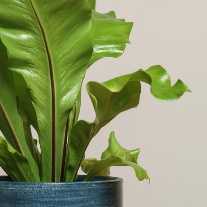 Asplenium nidus