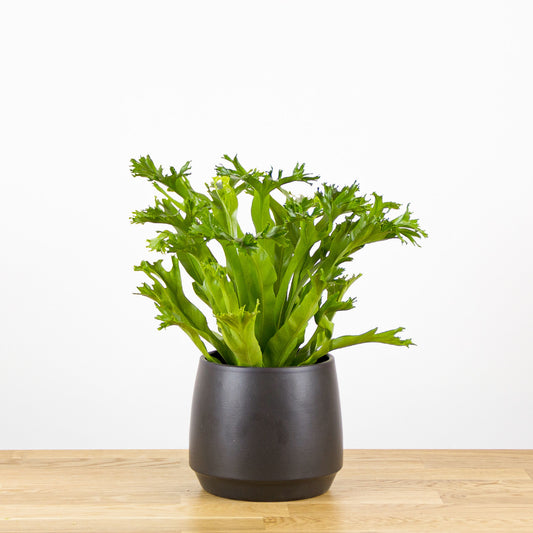 Asplenium nidus Crissie