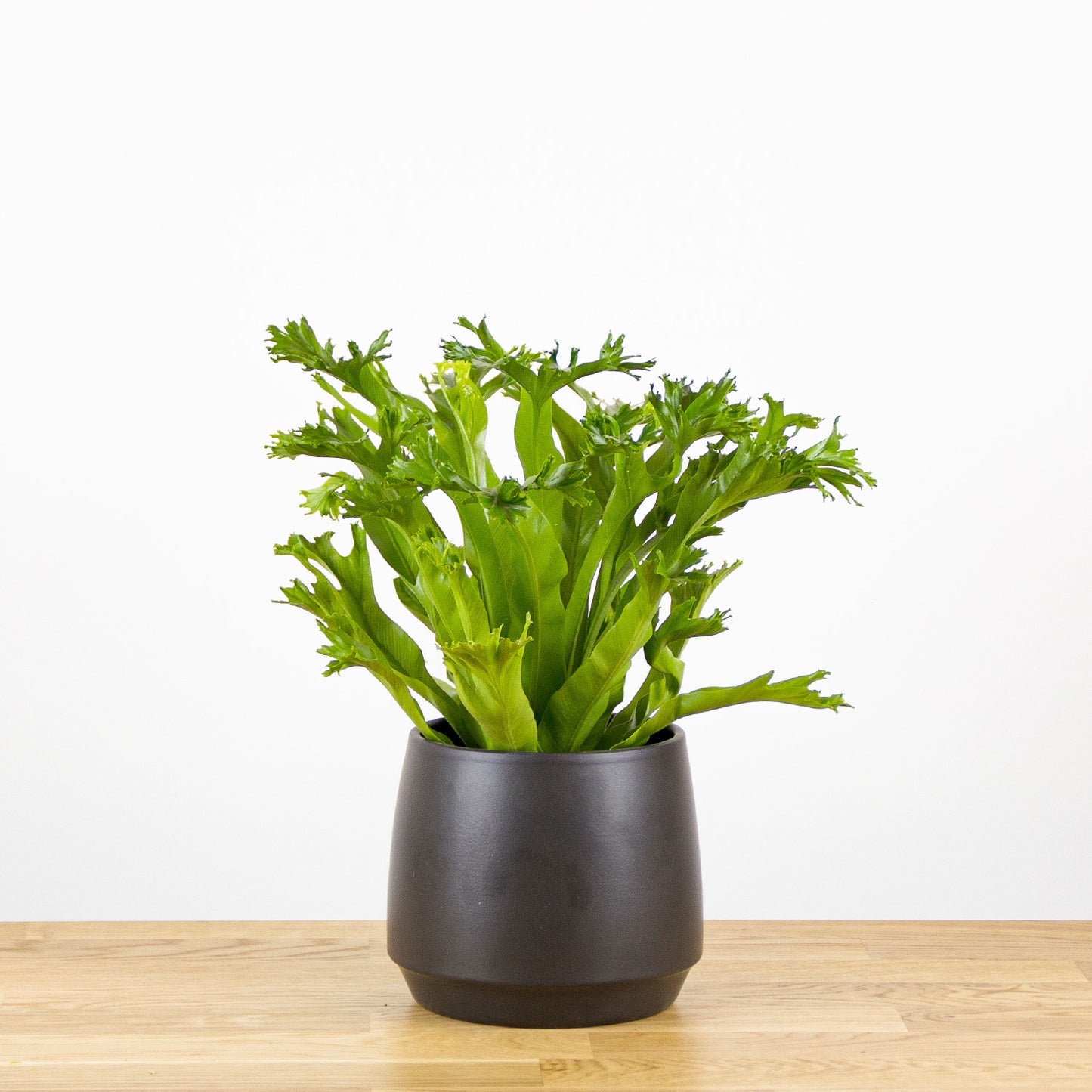 Asplenium nidus Crissie