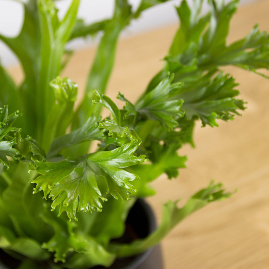 Asplenium nidus Crissie