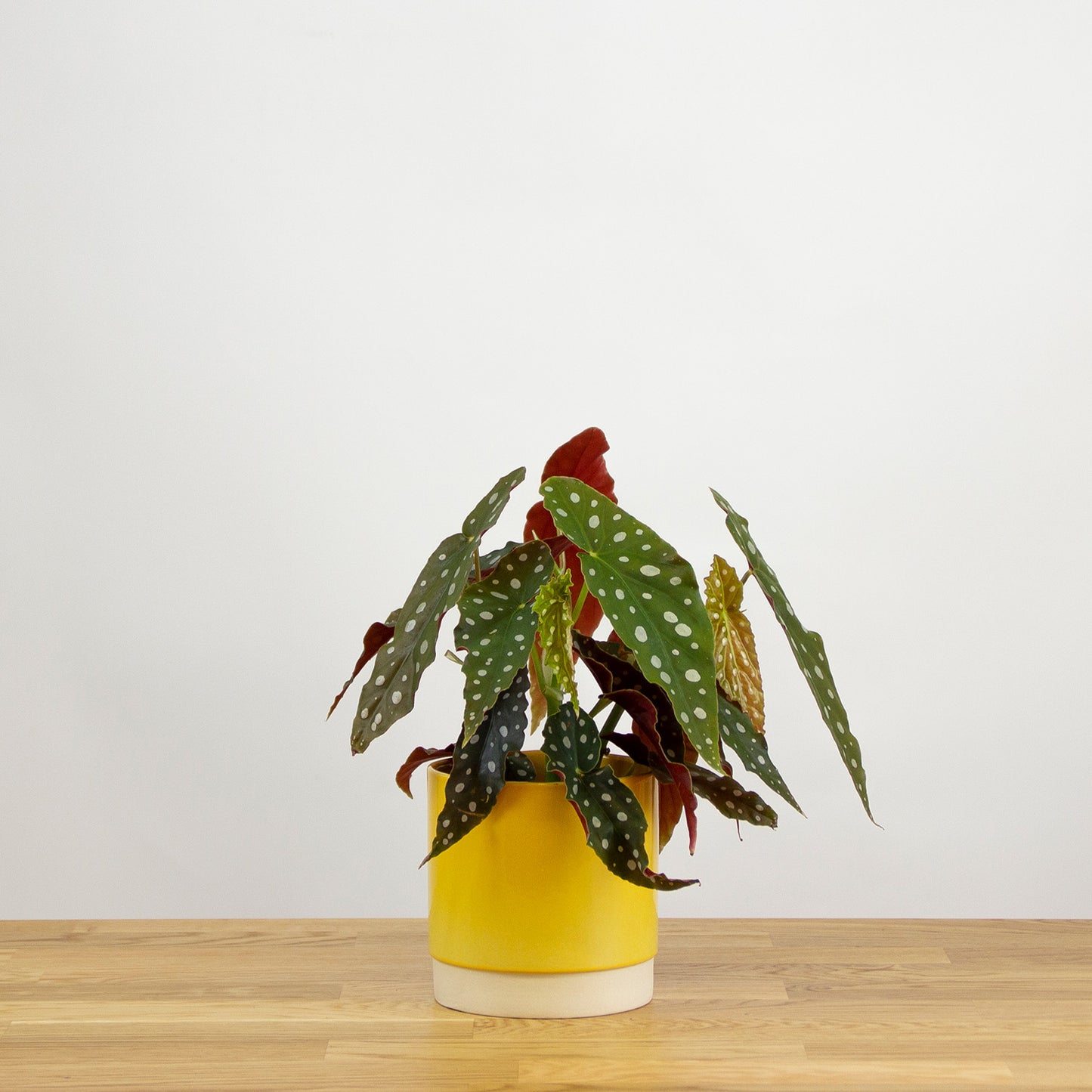 Begonia Maculata 'S'