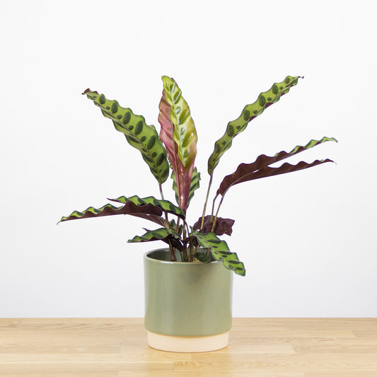 Calathea Lancifolia 'S'