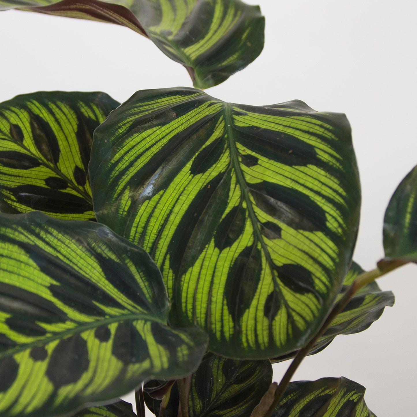 Calathea makoyana 'S'