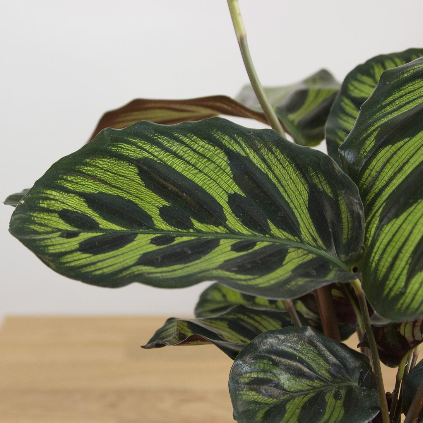 Calathea makoyana 'S'
