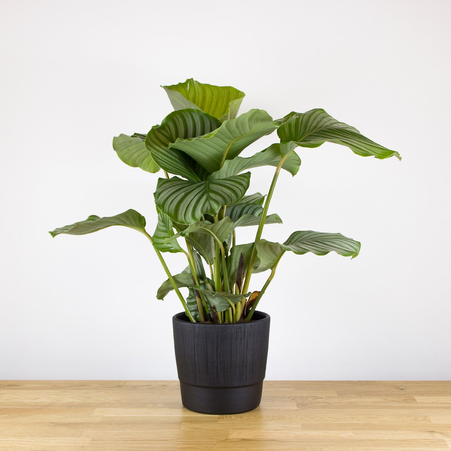 Calathea Orbifolia 'S'