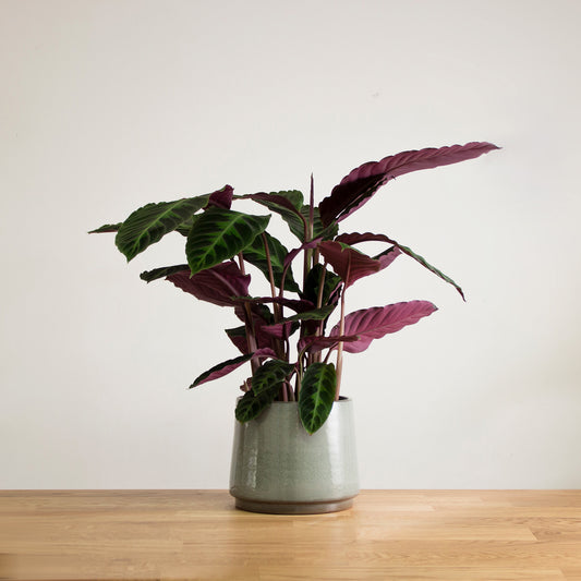 Calathea Warscewiczii