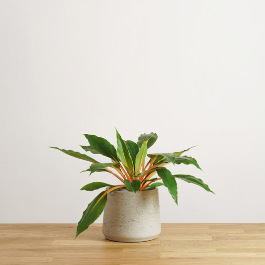 Chlorophytum Fire Flash