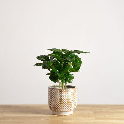 Coffea arabica 'S'