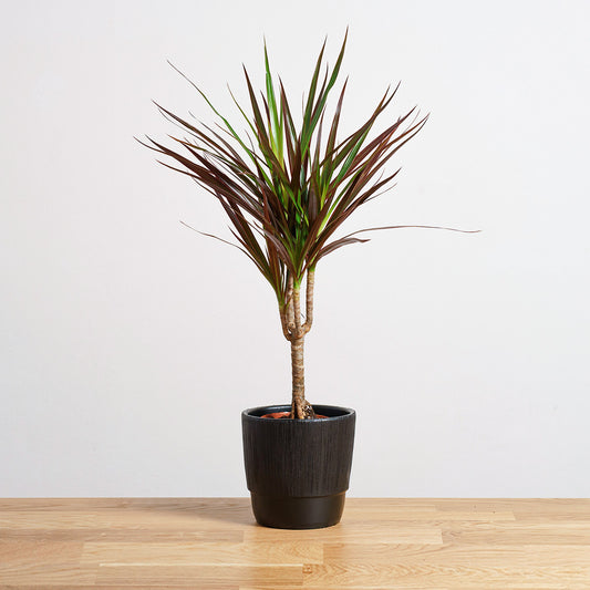 Dracaena Magenta
