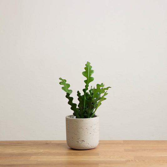 Epiphyllum Anguliger 'baby'