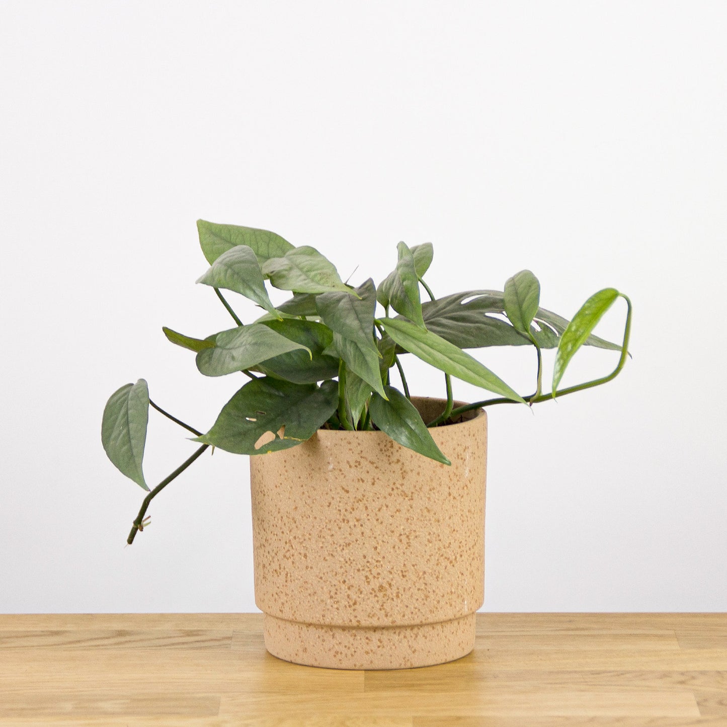 Epipremnum Cebu Blue