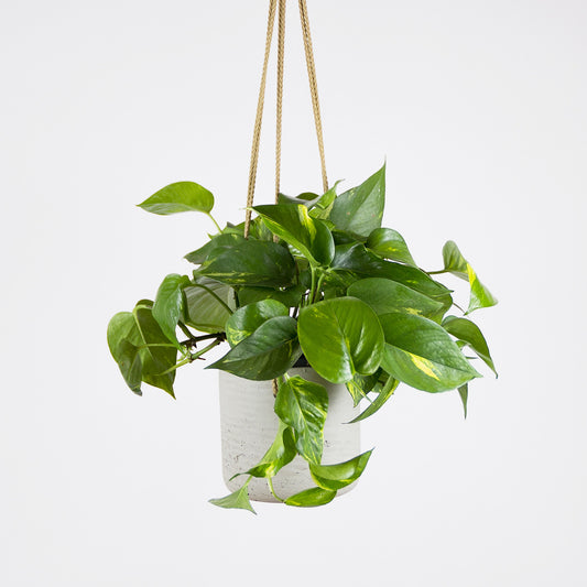 Epipremnum Golden - závěsný