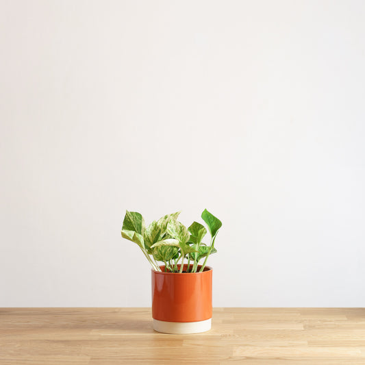 Epipremnum Marble Queen