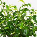 Ficus benjamina Natasya