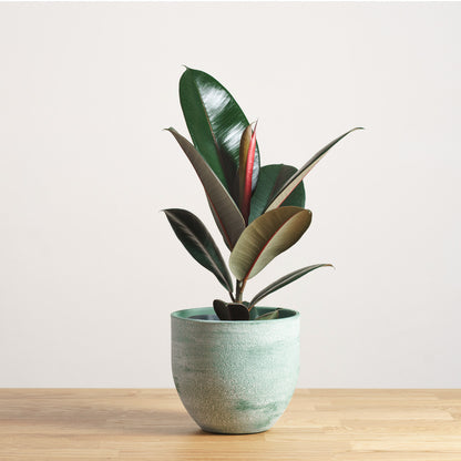 Ficus Abidjan