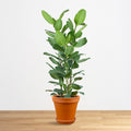 Ficus Audrey "XL"