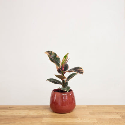 Ficus Belize