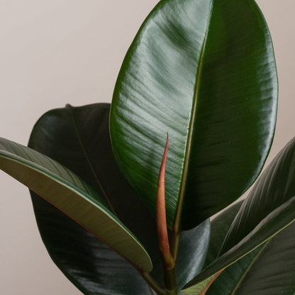 Ficus Robusta