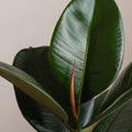 Ficus Robusta na stonku 'XL'