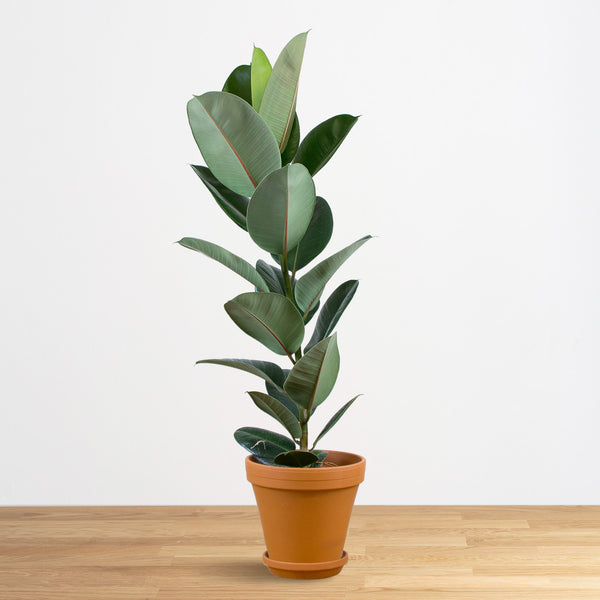 Ficus Elastica Robusta (Ficus Elastica, Elastica Robusta, Ficus Elastica Robusta, fíkus pružný, fíkus pružný robusta) Ficus Elastica Robusta