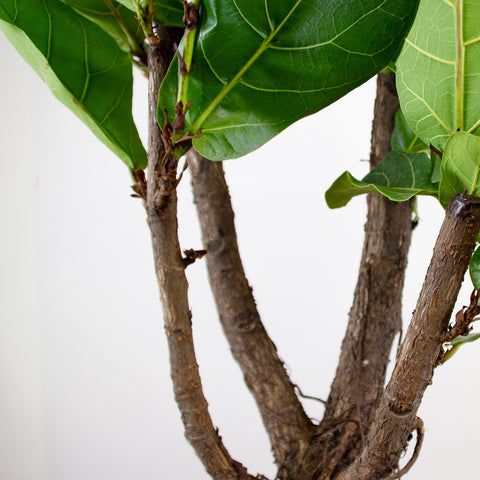 Ficus Lyrata "XL"