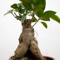 Ficus microcarpa Ginseng 'baby'