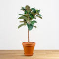 Ficus Robusta on stem 'XL'
