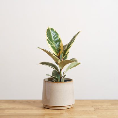 Ficus Tineke 'S'
