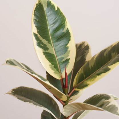 Ficus Tineke 'S'