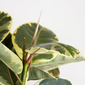Ficus Tineke "XL"