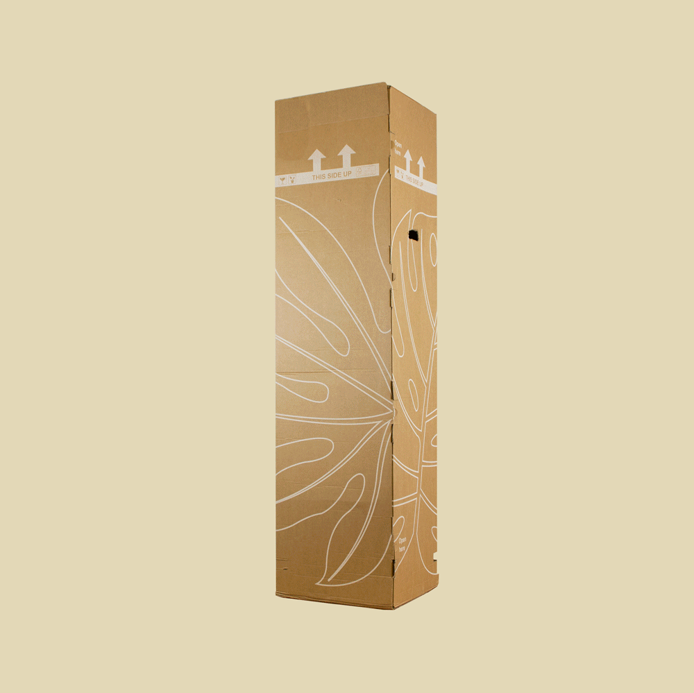 Monstera Deliciosa "M"