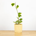 Hoya Kerrii variegata - stonek