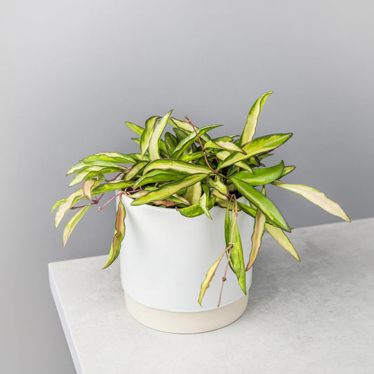 Hoya Wayetti Tricolor