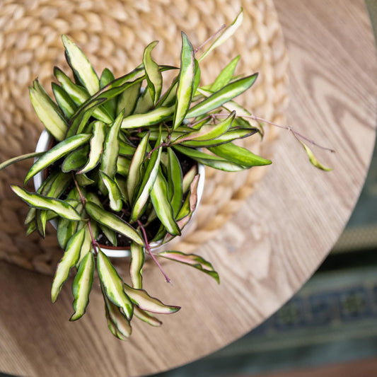 Hoya Wayetti Tricolor