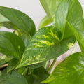 Epipremnum Golden - hydroponics