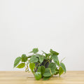 Philodendron scandens - hydroponics