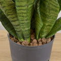 Sansevieria trifasciata - hydroponics