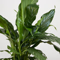 Spathiphyllum Straus - hydroponics