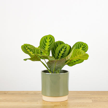Maranta Lemon Lime