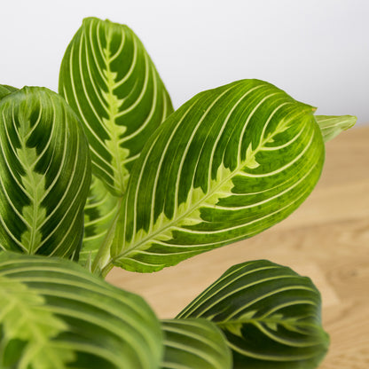Maranta Lemon Lime