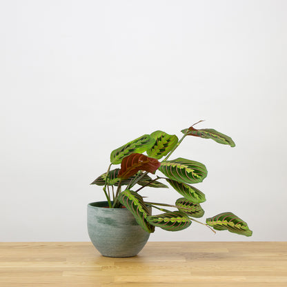 Maranta Fascinator