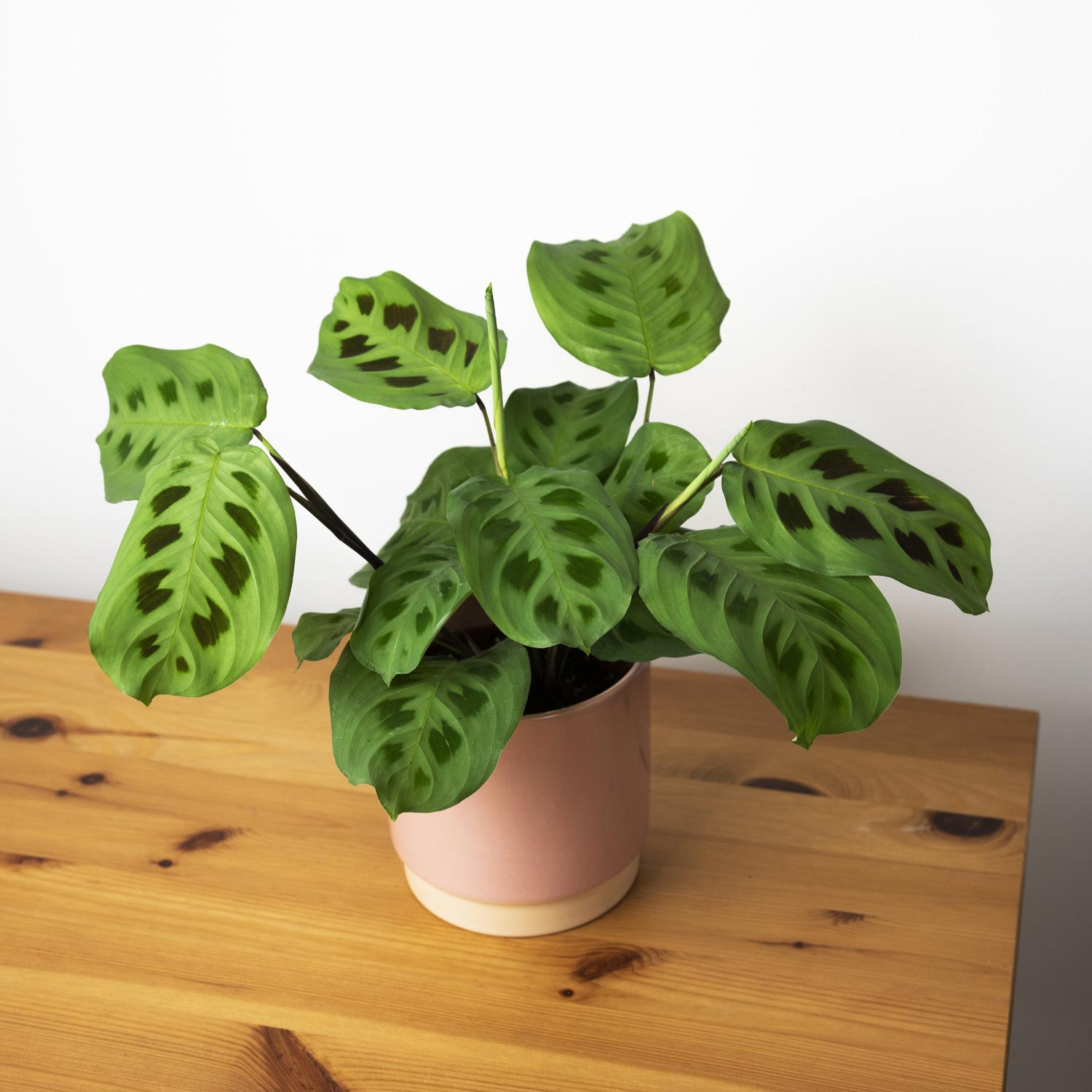 Marantha Leuconeura Kerchoveana