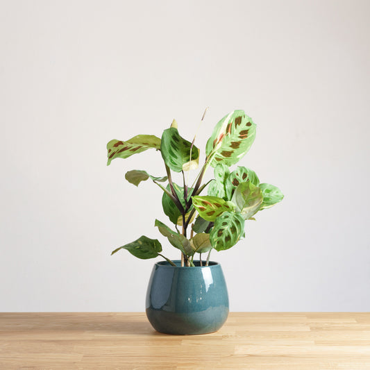 Maranta Leuconeura Kerchoveana Variegata